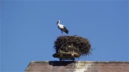 One of the storks on the house roof at Altreu, 5.5 miles into the ride